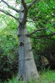 Baobab d'afrique. ADANSONIA digittata. Afrique. Bombacaceae. 10m diamètre 15m